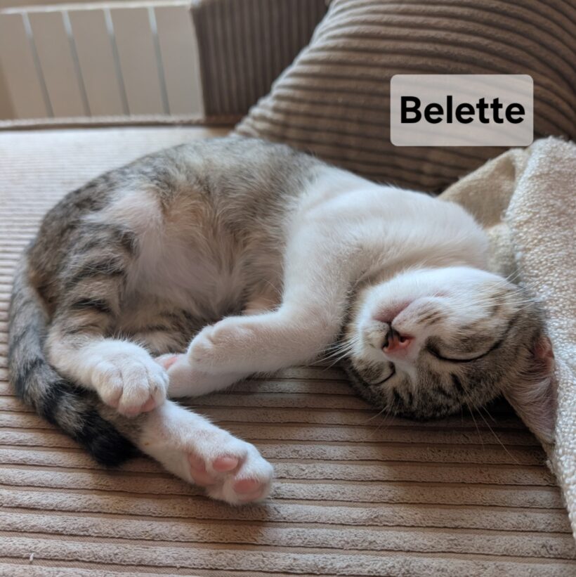 BELETTE est réservé BELETTE est réservé