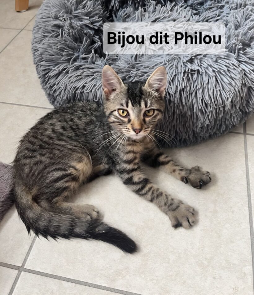 BIJOU DIT PHILOU BIJOU DIT PHILOU