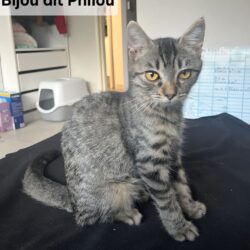 BIJOU DIT PHILOU