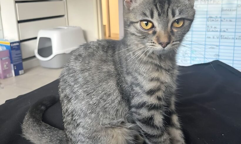 BIJOU DIT PHILOU est réservé BIJOU DIT PHILOU est réservé