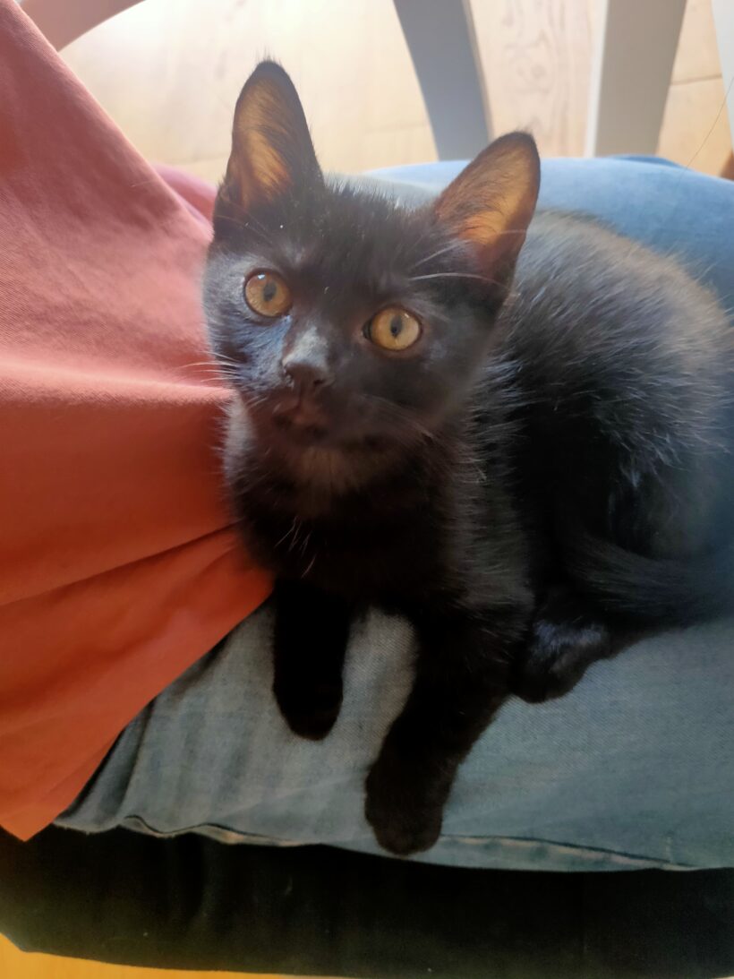 BAGHEERA ET BILLIE BAGHEERA ET BILLIE