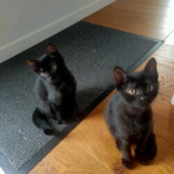 BAGHEERA ET BILLIE