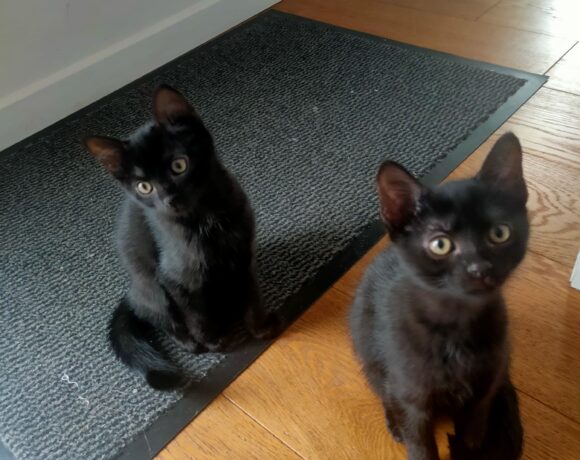 BAGHEERA ET BILLIE