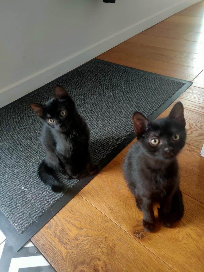 BAGHEERA ET BILLIE BAGHEERA ET BILLIE