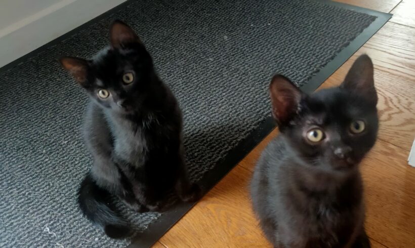 BAGHEERA ET BILLIE BAGHEERA ET BILLIE