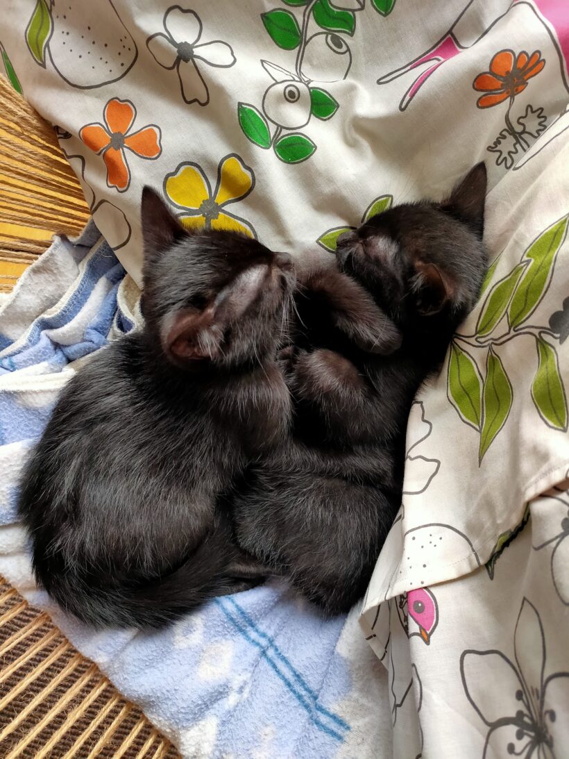 BAGHEERA ET BILLIE BAGHEERA ET BILLIE
