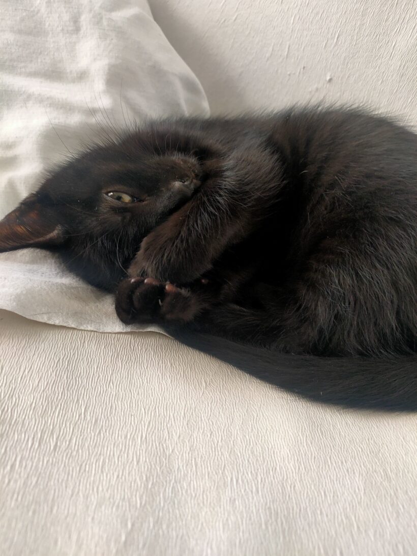 BAGHEERA ET BILLIE BAGHEERA ET BILLIE