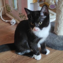 BLUEY