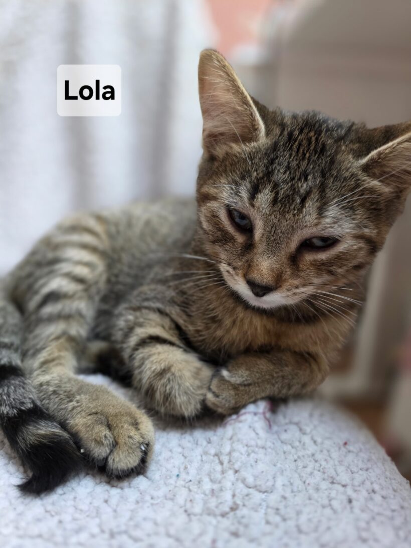 LOLA est réservée