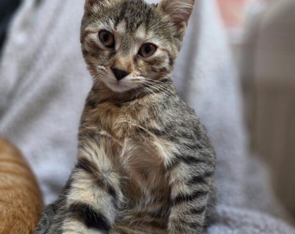 LOLA est réservée