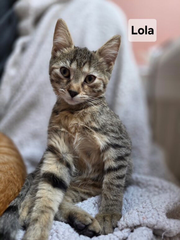 LOLA est réservée