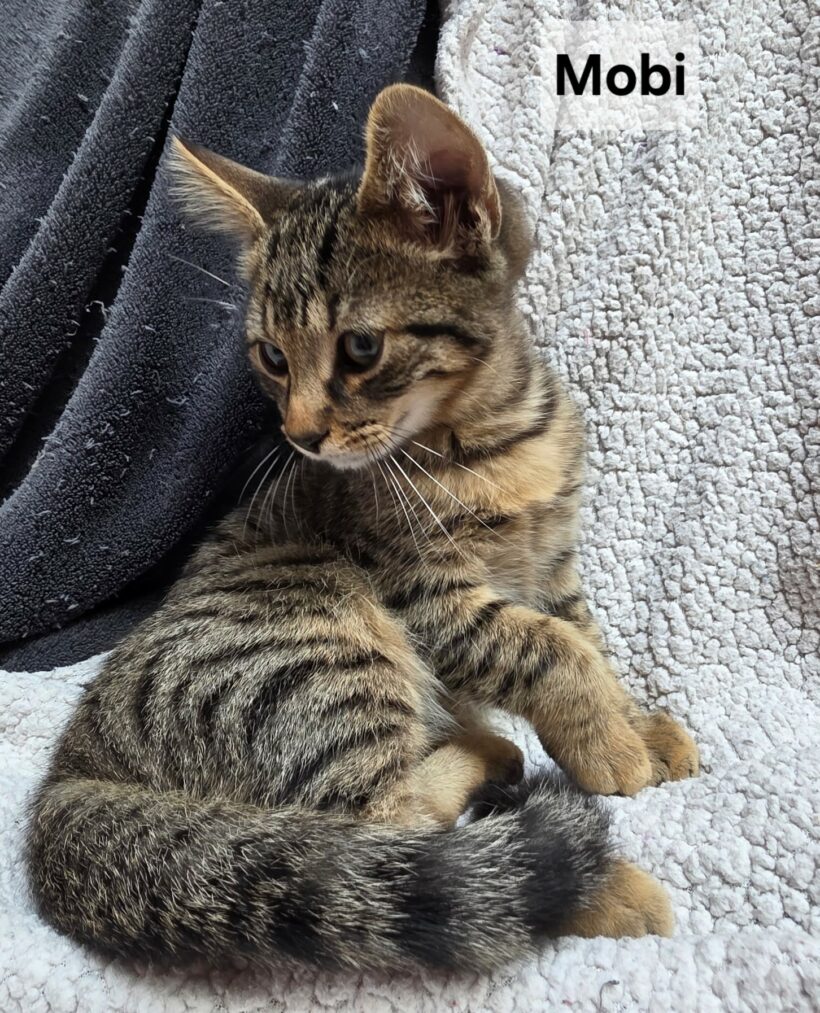 MOBI est réservé