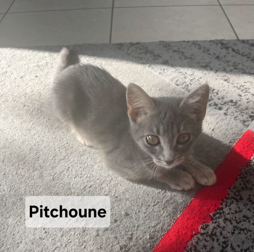 PITCHOUNE est réservée PITCHOUNE est réservée