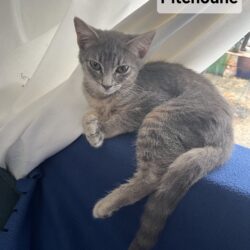 PITCHOUNE est réservée