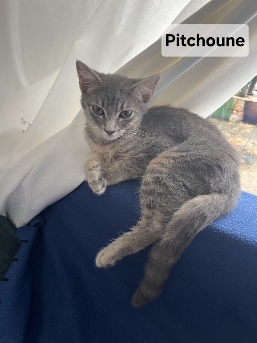 PITCHOUNE est réservée PITCHOUNE est réservée