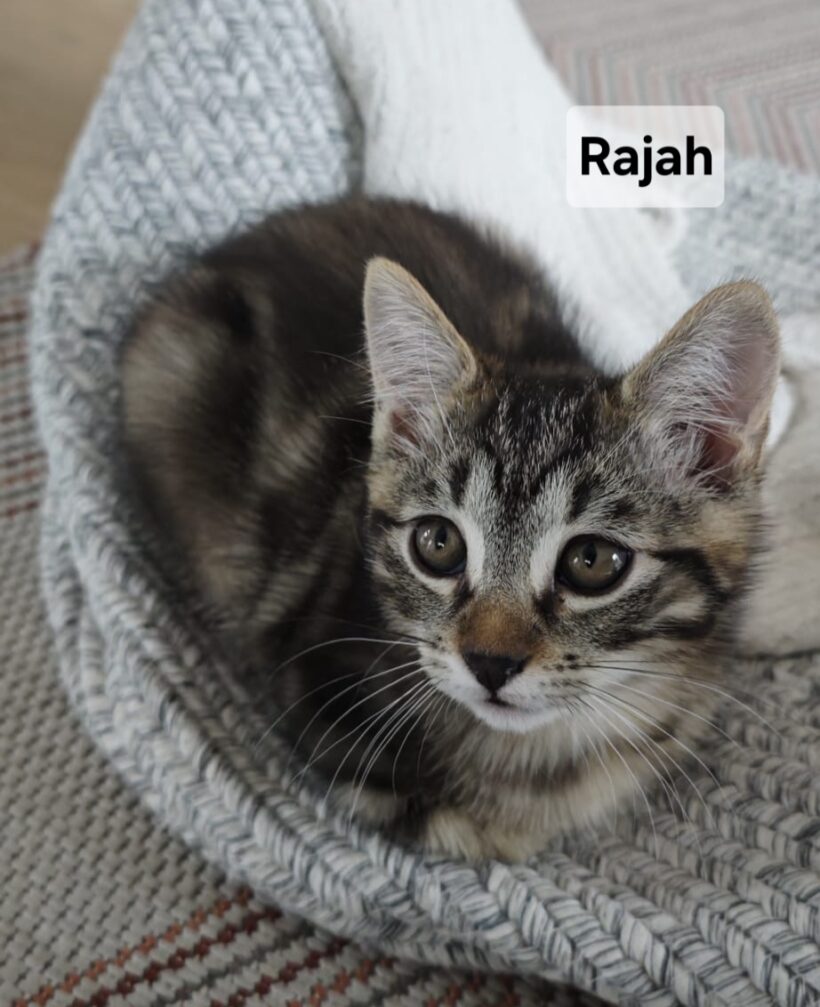 RAJAH est réservé