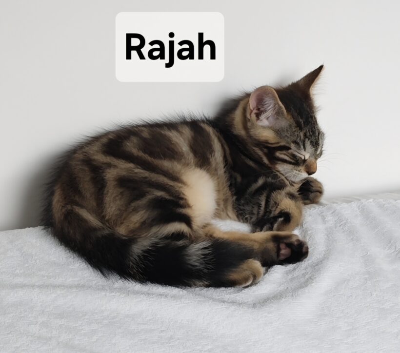 RAJAH est réservé