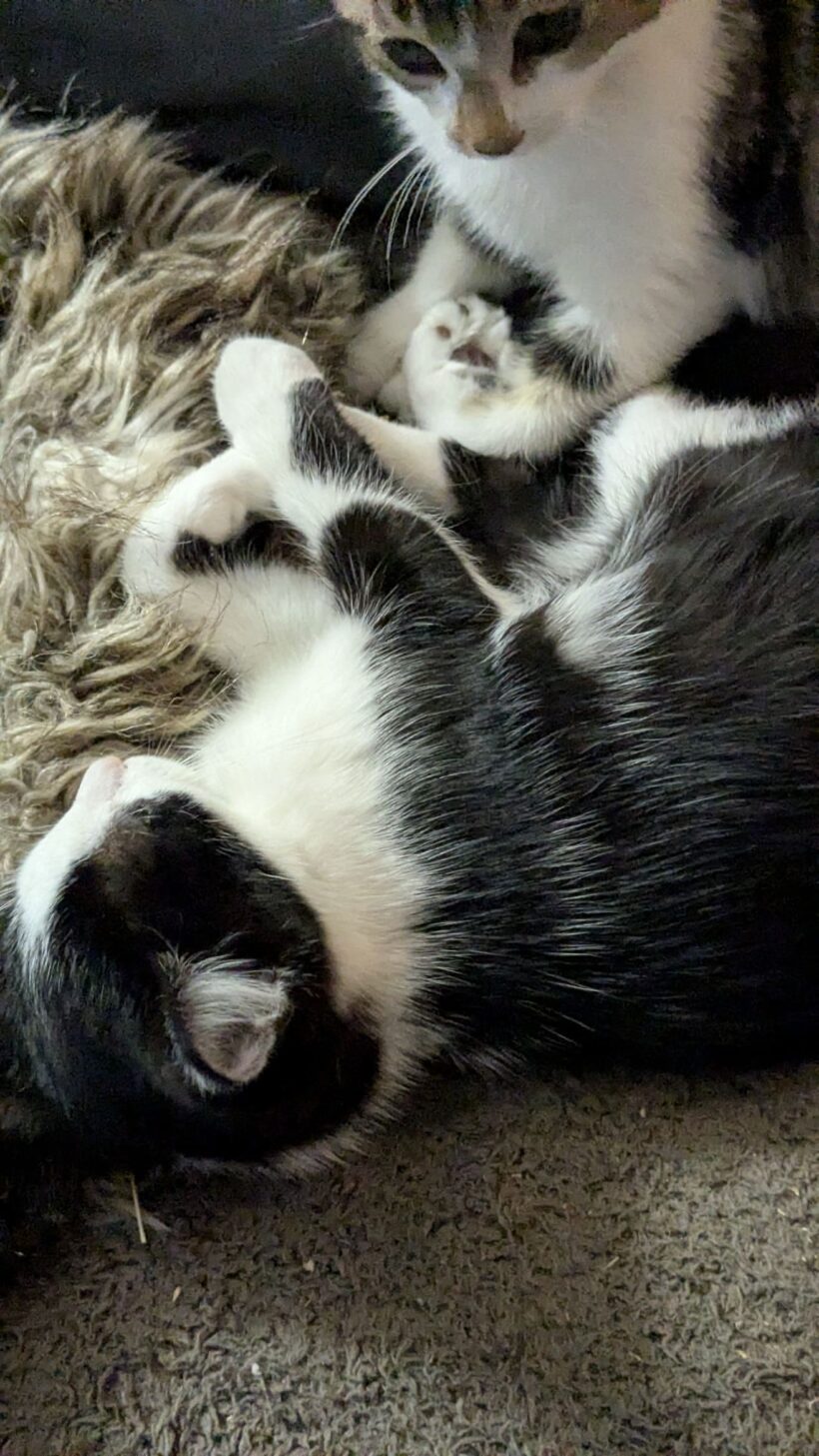 BÉBÉ MINA BÉBÉ MINA