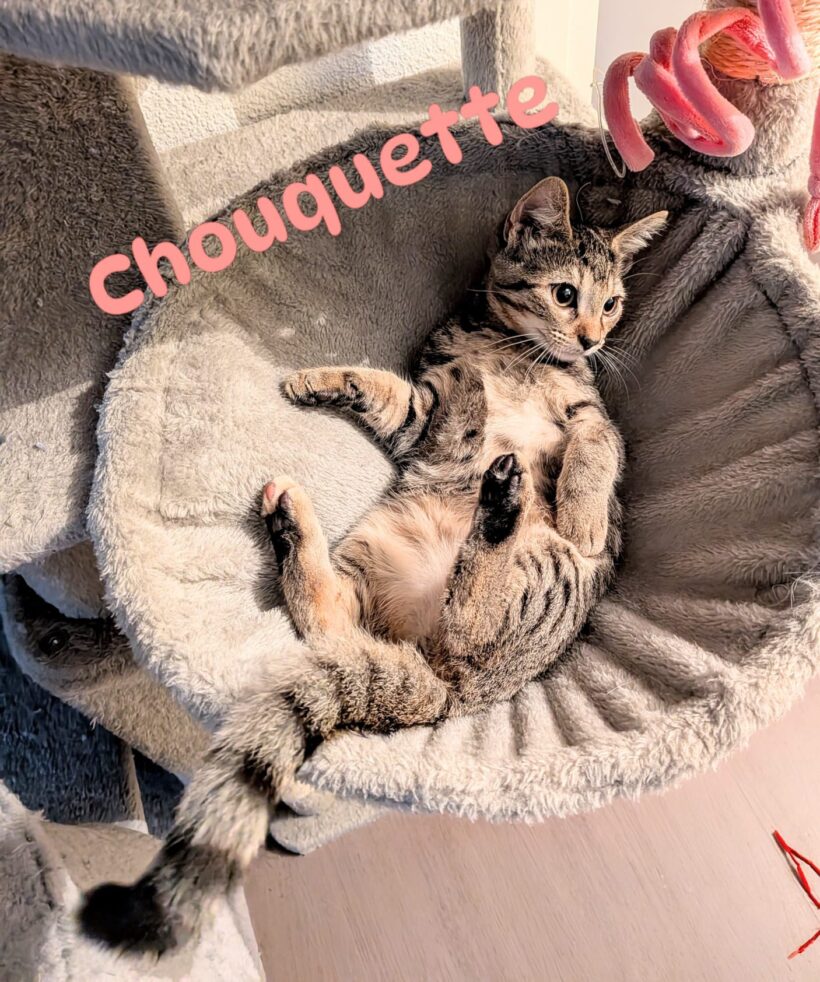 CHOUQUETTE