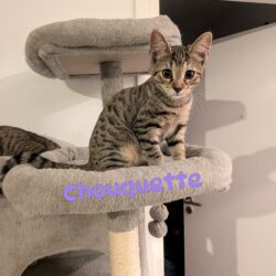 CHOUQUETTE
