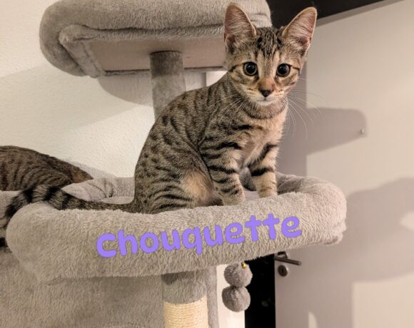 CHOUQUETTE