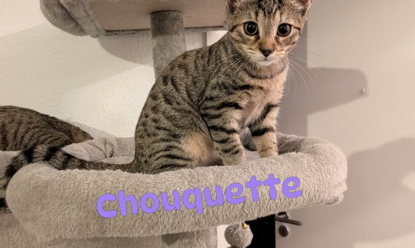 CHOUQUETTE