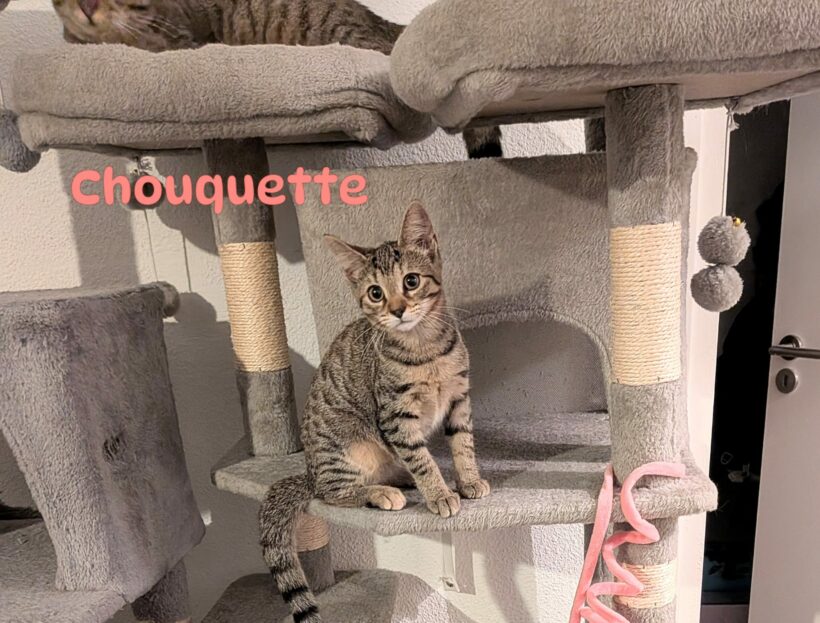 CHOUQUETTE