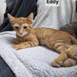 EDDY est réservé
