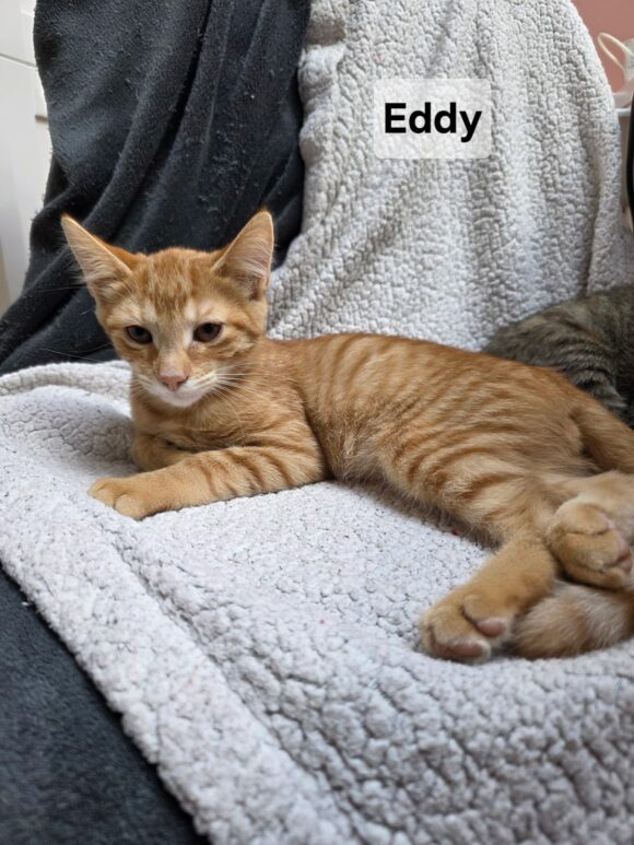 EDDY est réservé