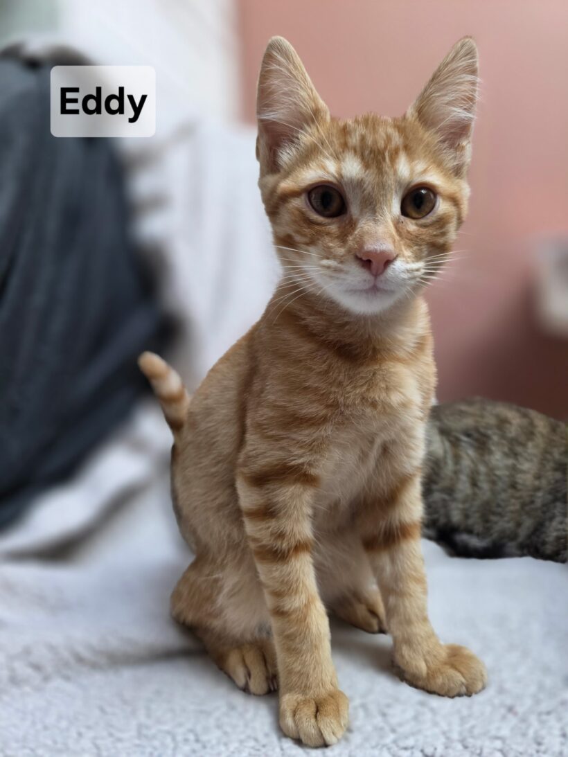 EDDY est réservé EDDY est réservé