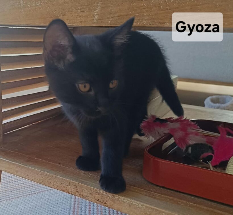 GYOZA est réservé GYOZA est réservé