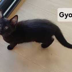 GYOZA est réservé