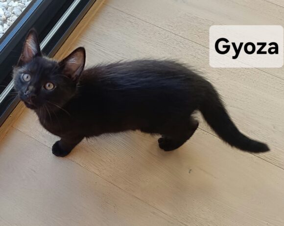 GYOZA est réservé