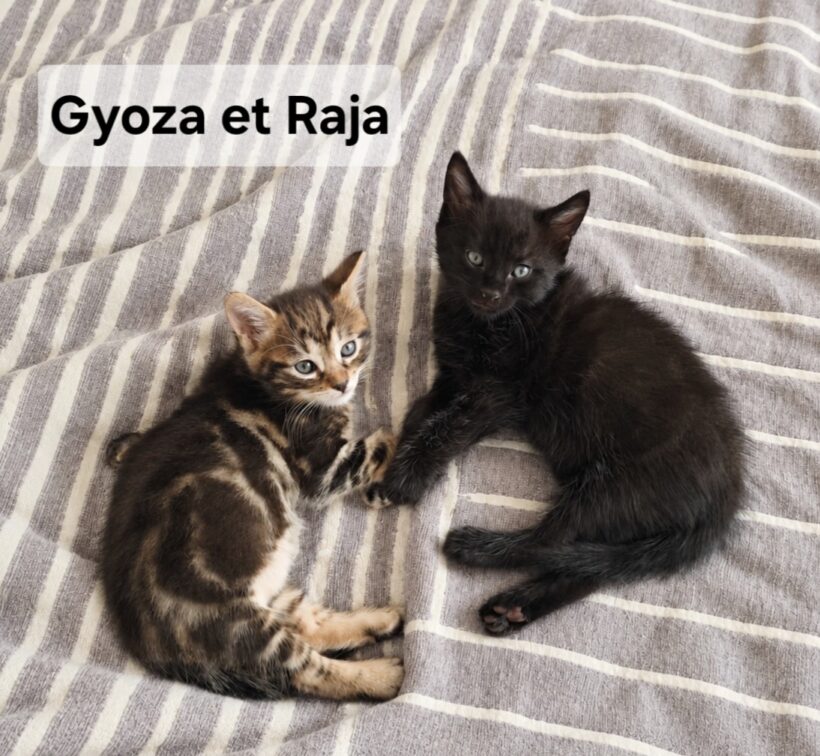GYOZA est réservé GYOZA est réservé