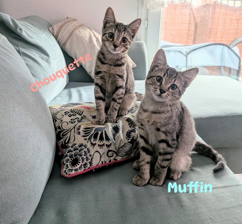 MUFFIN