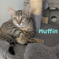 MUFFIN