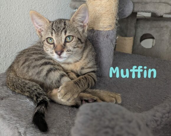 MUFFIN