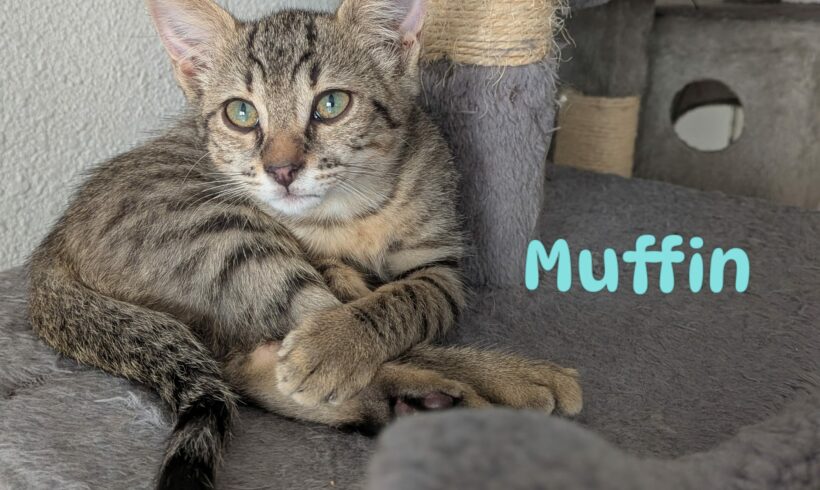 MUFFIN