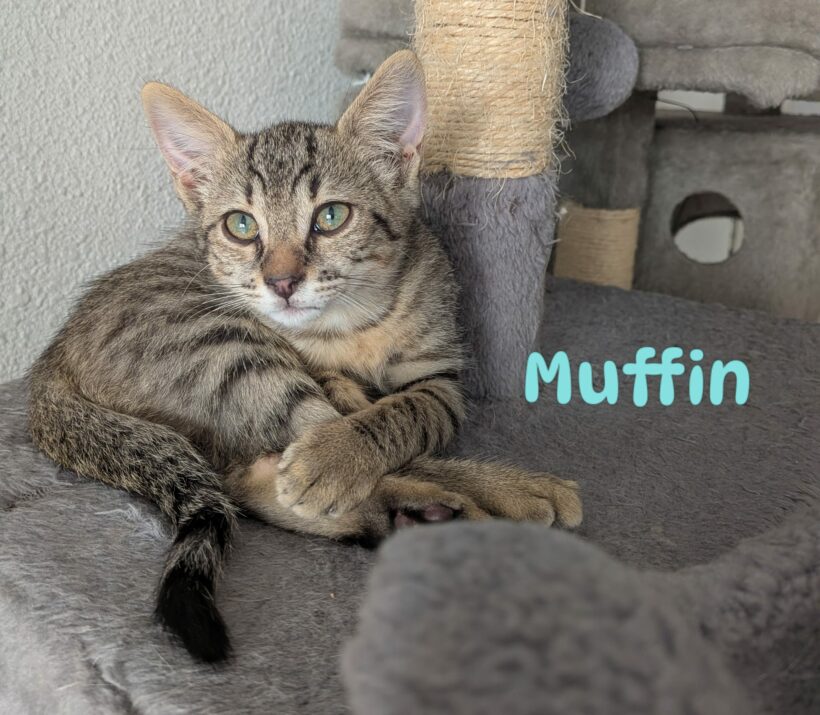 MUFFIN