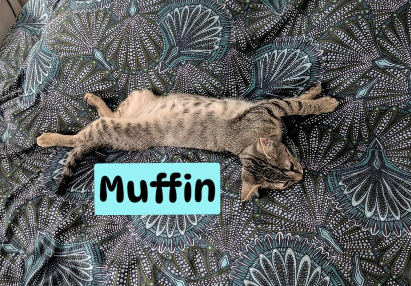 MUFFIN