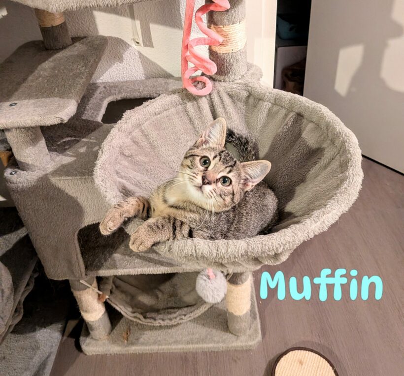 MUFFIN