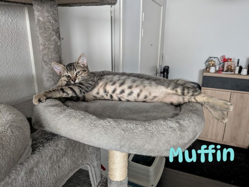 MUFFIN
