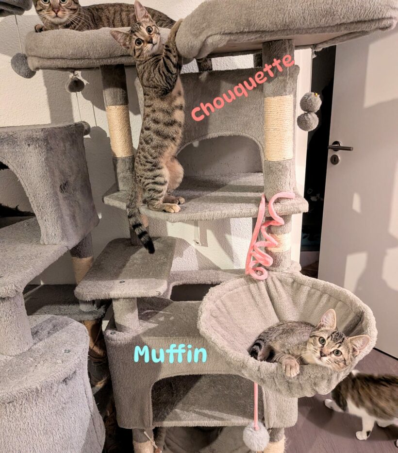MUFFIN