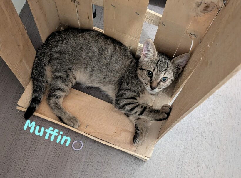 MUFFIN