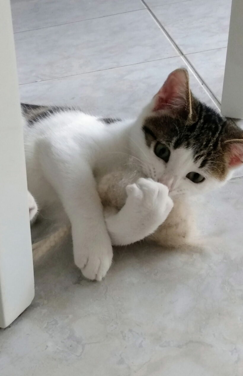 RAFFI RAFFI
