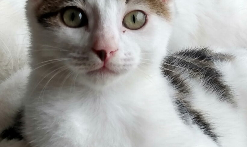 RAFFI