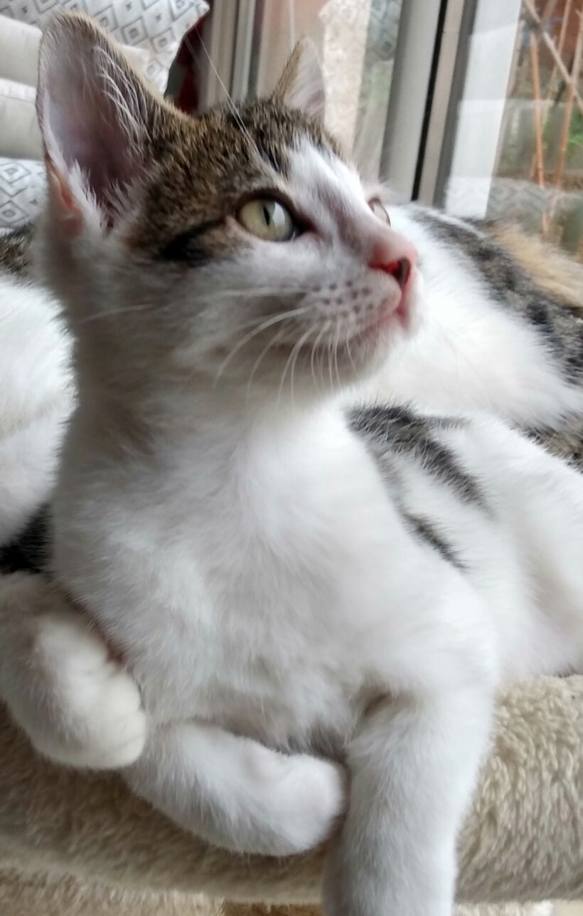 RAFFI RAFFI