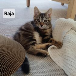 RAJAH est réservé