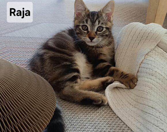 RAJAH est réservé