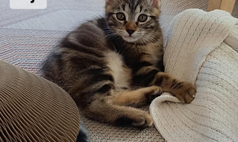 RAJAH est réservé RAJAH est réservé